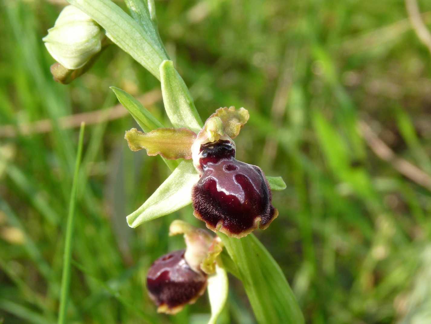 Ophrys di Ostia